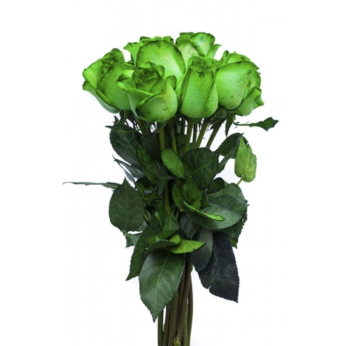 Blooming Green - 6 Stems Bouquet